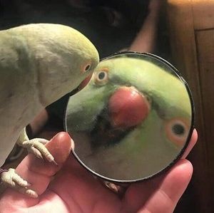 Meet your Posher, Francie